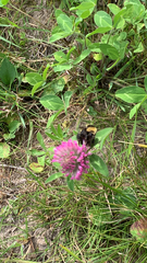Bombus borealis