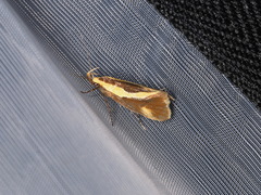 Harpella forficella
