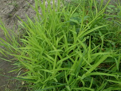 Leersia oryzoides