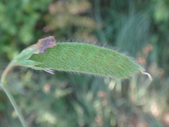 Lathyrus hirsutus