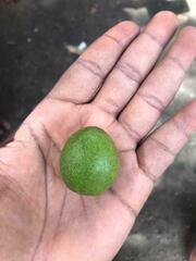 Macadamia integrifolia