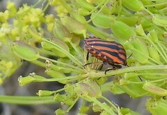 Graphosoma italicum italicum