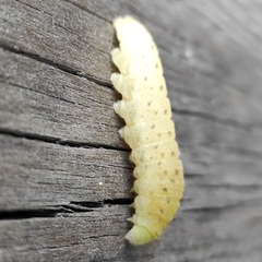 Iphiclides podalirius