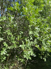 Quercus gambelii