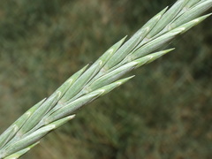 Thinopyrum elongatum