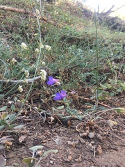 Penstemon azureus azureus