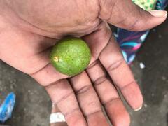 Macadamia integrifolia