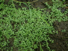 Callitriche