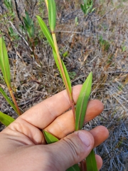 Solidago ohioensis