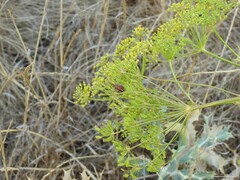 Peucedanum officinale