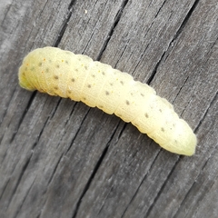Iphiclides podalirius