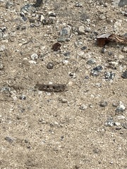 Trimerotropini