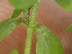 Callitriche