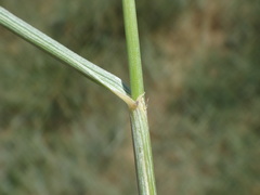 Thinopyrum elongatum