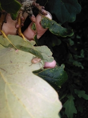 Curculio glandium