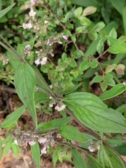 Oldenlandia mellii