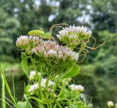 Mikania scandens