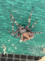 Araneus gemmoides