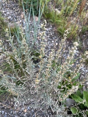 Artemisia cana