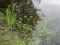 Sagittaria sagittifolia