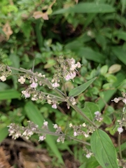 Oldenlandia mellii