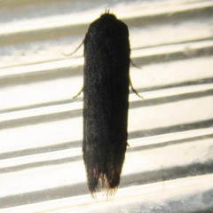 Pigritia