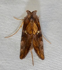 Argyrogramma verruca