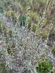 Artemisia cana