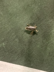 Lethocerus americanus