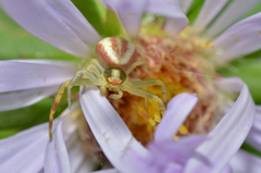 Thomisidae