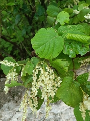 Neomillspaughia emarginata