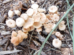 Agrocybe putaminum