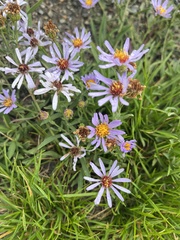 Dieteria canescens