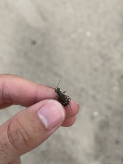 Cicindela repanda
