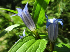 Gentiana asclepiadea