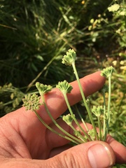 Angelica kingii
