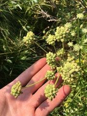 Angelica kingii
