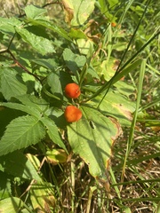Prosartes trachycarpa