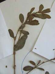 Polygonum erectum