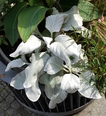 Magnoliopsida