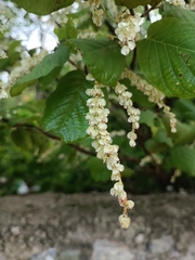 Neomillspaughia emarginata