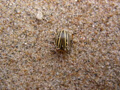 Leptinotarsa decemlineata