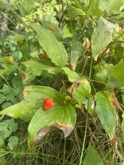 Prosartes trachycarpa