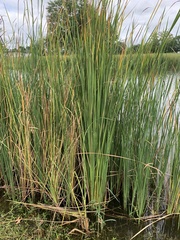 Typha domingensis