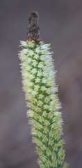 Orostachys spinosa