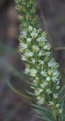 Orostachys spinosa