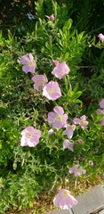 Oenothera