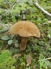 Tylopilus felleus