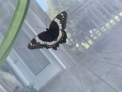 Limenitis arthemis arthemis