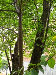 Malus mandshurica sachalinensis